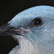 Mexican Jay